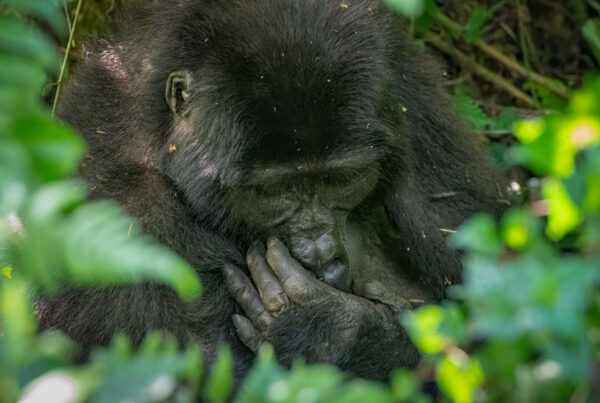 How Gorilla Tourism Funds Malaria Treatment for 15,000 People Per Year