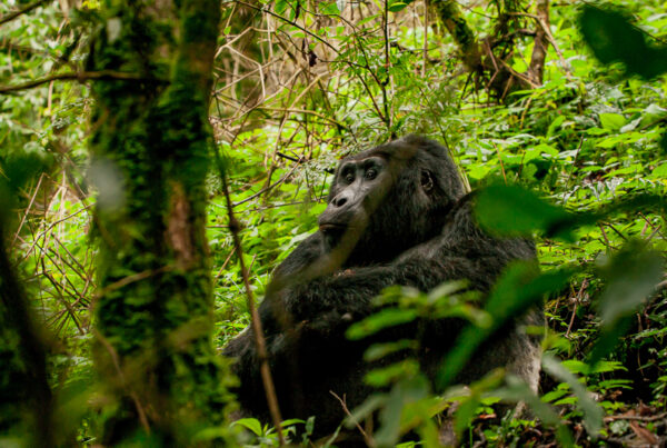 The Radio Tracking Device on a Silverback: Technology Behind the Scenes