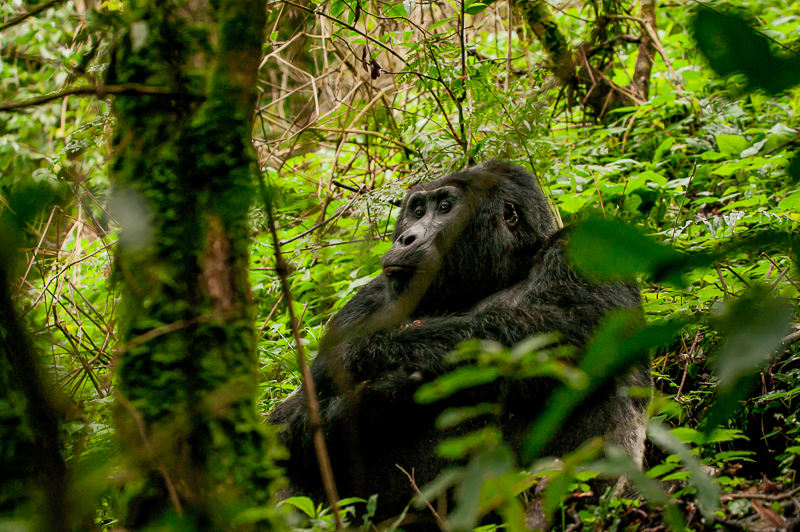 The Radio Tracking Device on a Silverback: Technology Behind the Scenes