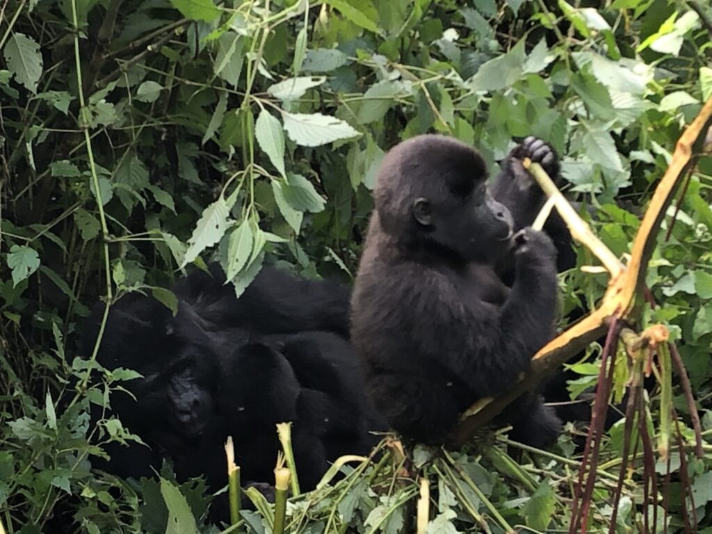 First-Time Gorilla Trekking: Everything You Need From Visa to Pack