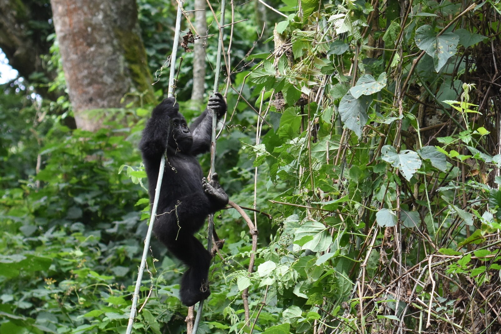 The Medical Guide to Gorilla Trekking Uganda: Health, Safety and Prep