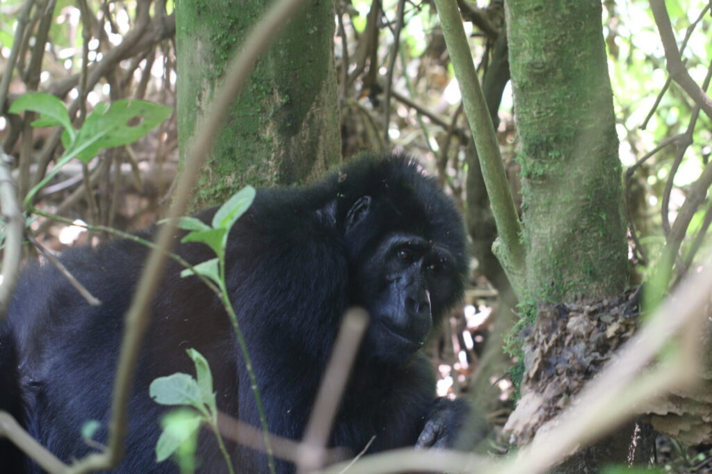 I Promised Myself Gorilla Trekking as a Reward: Here Is the Story