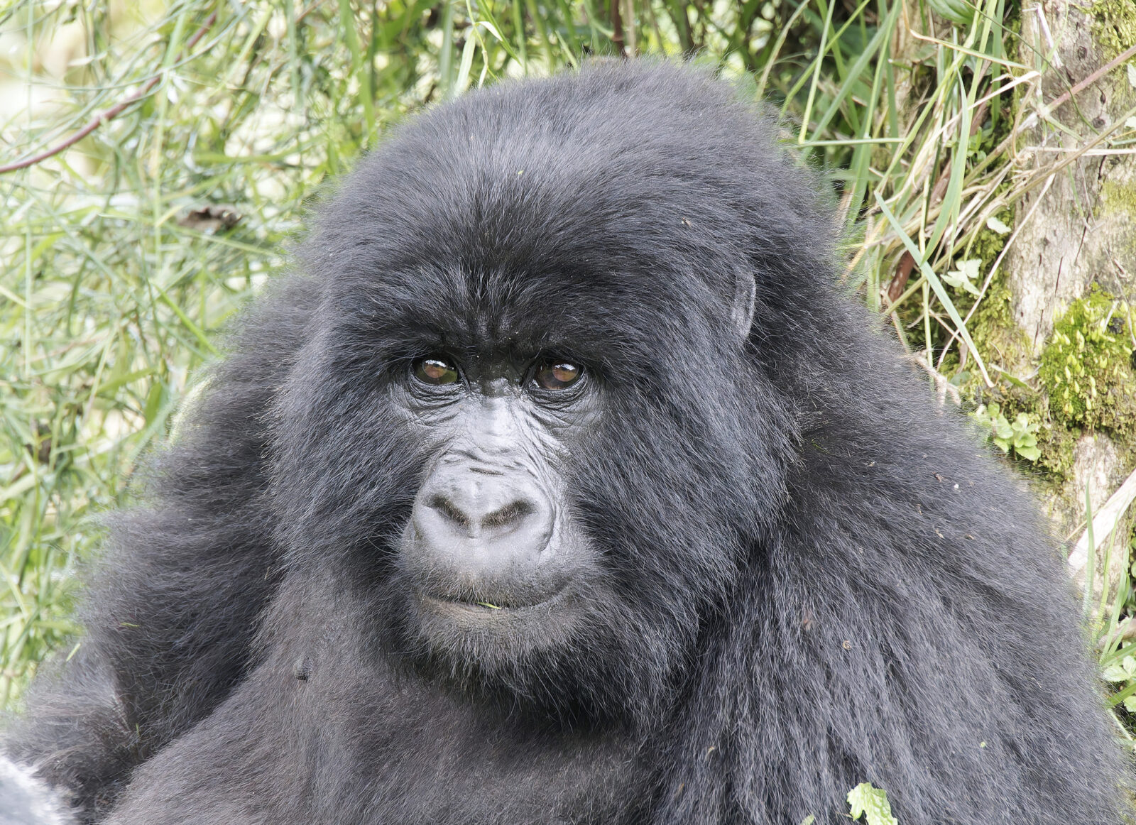 From Anxiety to Awe: How One Hour With Gorillas Silenced My Busy Mind