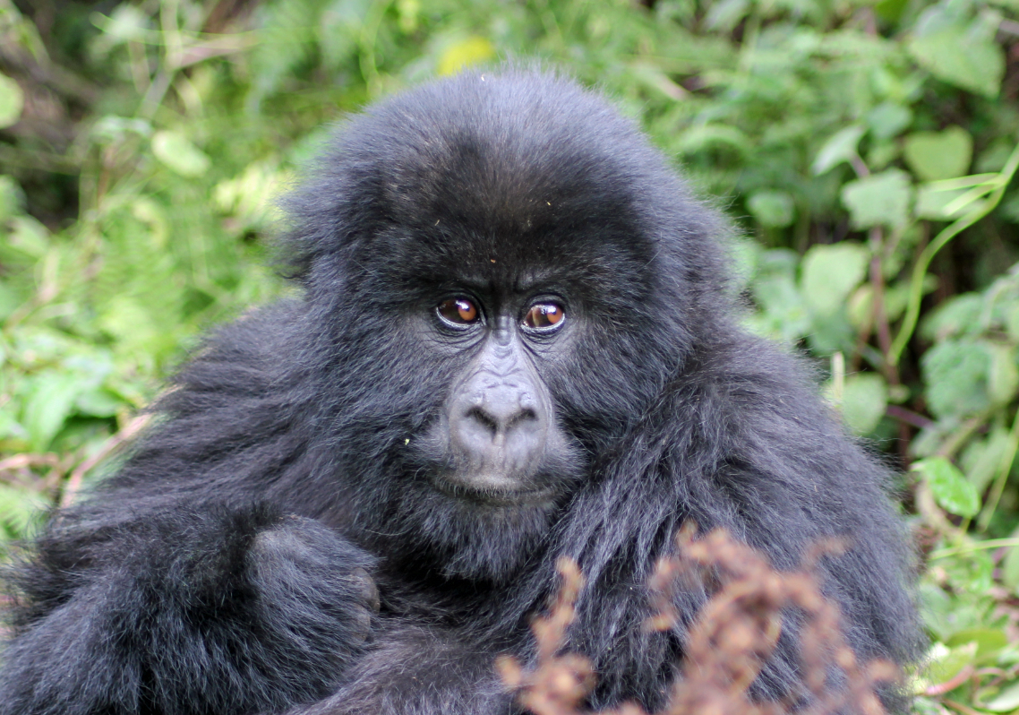 We Will Match Any Gorilla Trekking Price You Find: Our Guarantee