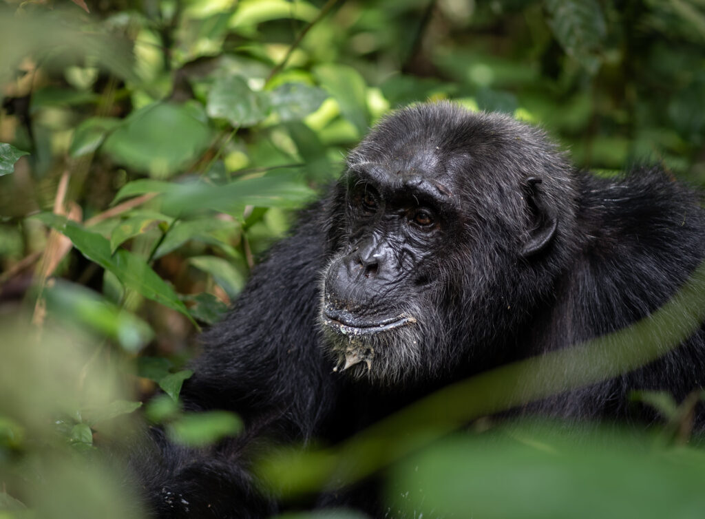 Chimpanzee resting among leaves in Kibale Forest