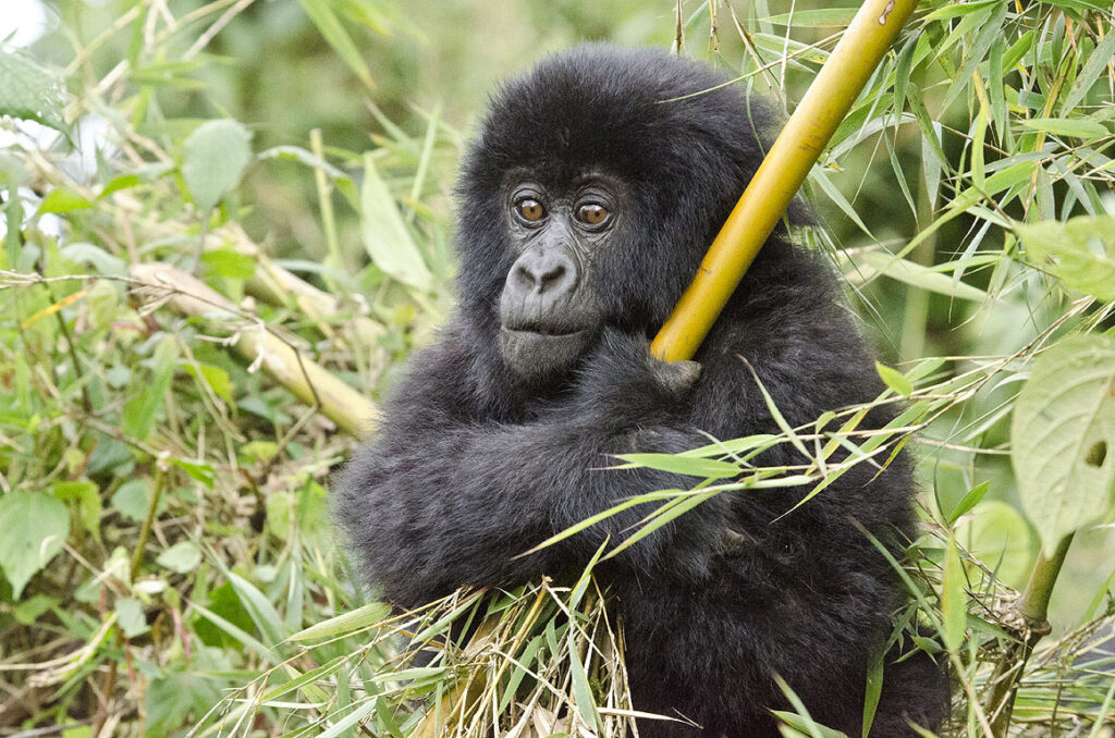 Gorilla Trekking in January