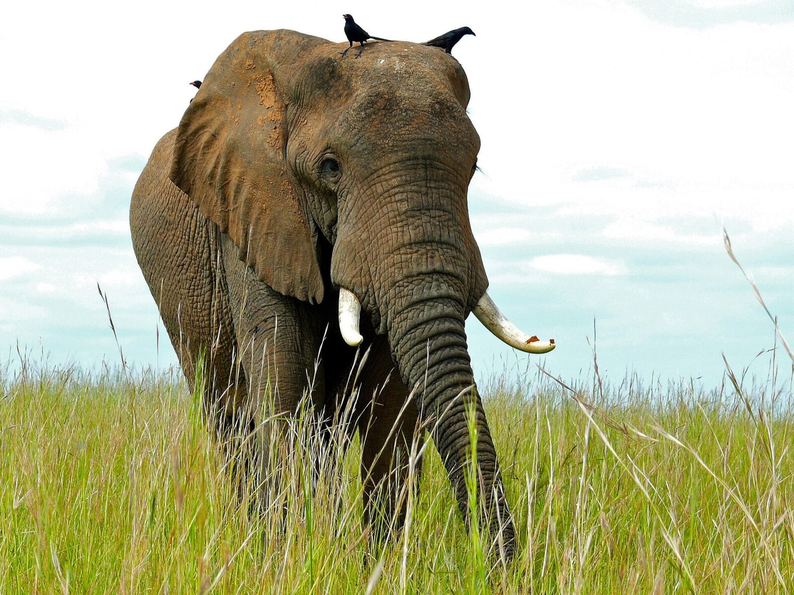 Uganda Safari Tour â€”12 Days: From Jungles to Savannah, a Journey That Stays With You