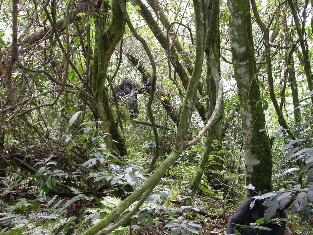 Bwindi Lodges in Buhoma Sector 2026: Walk-to-Trailhead Stays at Every Budget