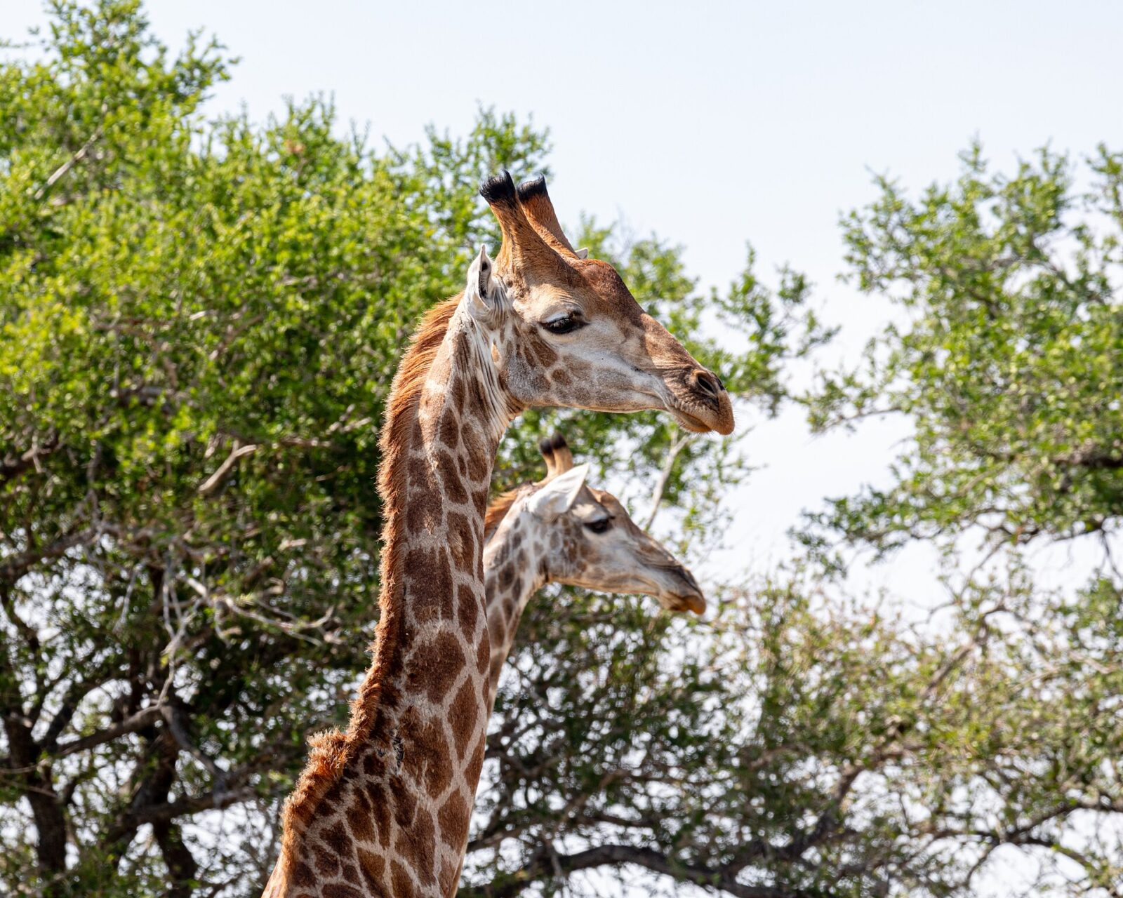 Wildlife Safaris: What to See, Expect, Prepare Plan — Plus Where to Go in Africa