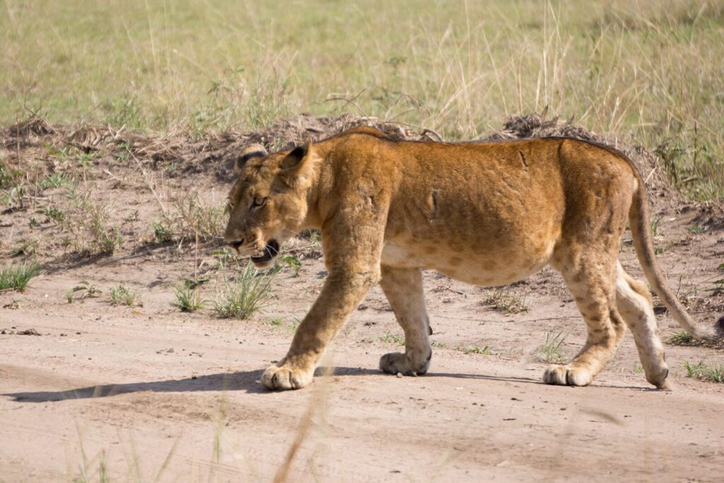 Days in Queen Elizabeth Uganda Safari: A Hidden Gem Compared to Serengeti   Masai Mara