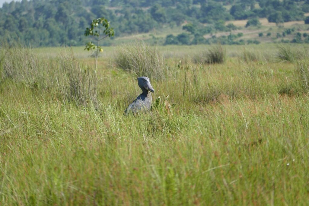 Uganda Birding Safari â€” 22-Days: A Journey Into the Feathered Soul of Africa