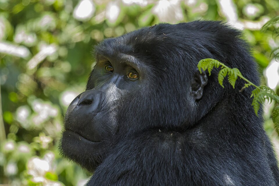 What Happens If Gorillas Are Not Found on Trek? The Honest Truth