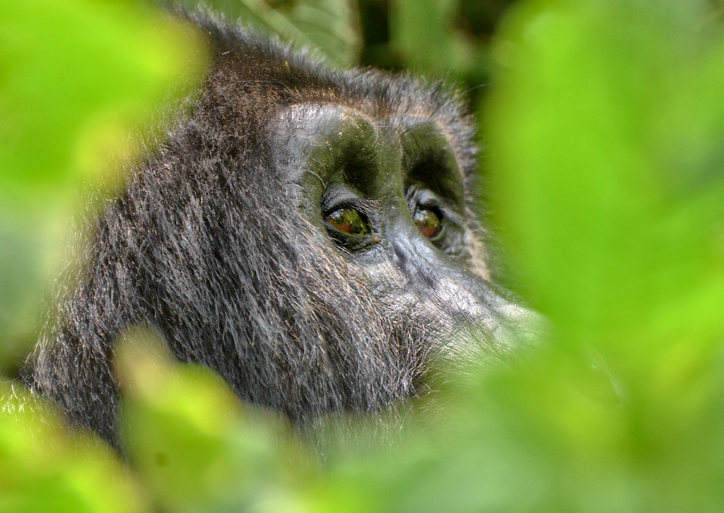Toro-Semliki Wildlife Reserve