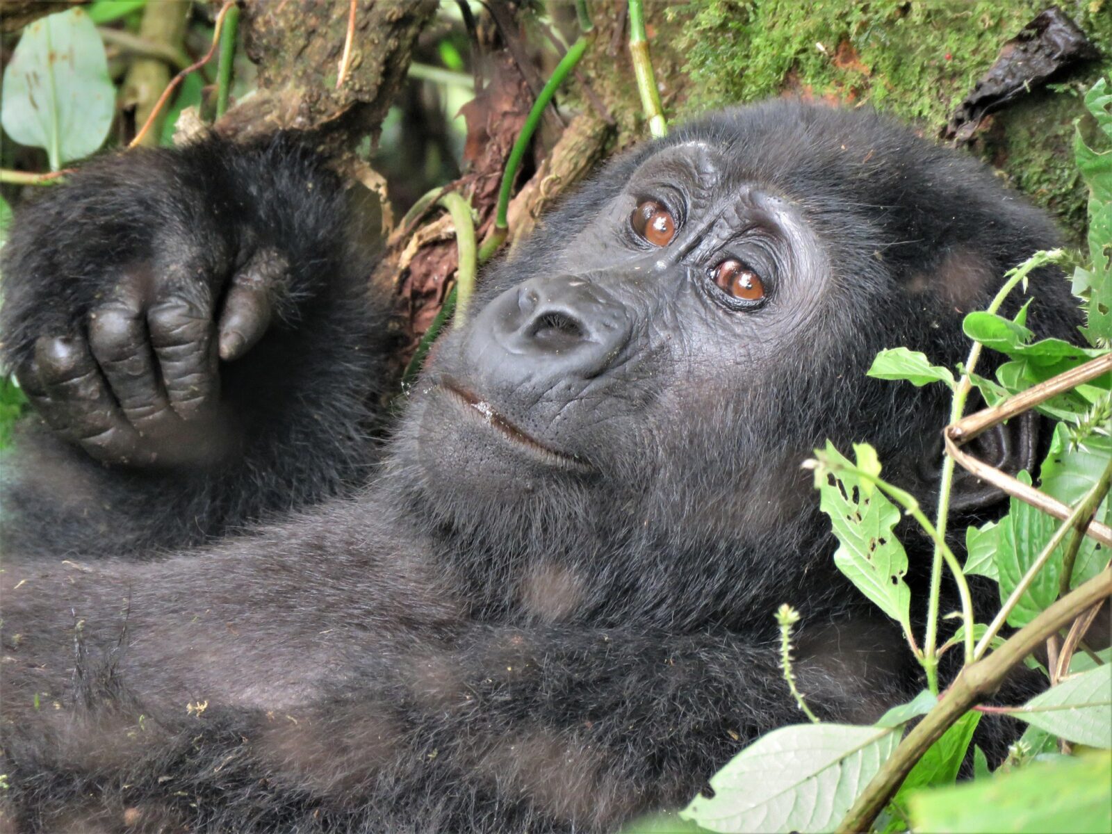 What to Wear for Gorilla Safaris When You’re Over 40: Style, Comfort Wisdom on the Trail