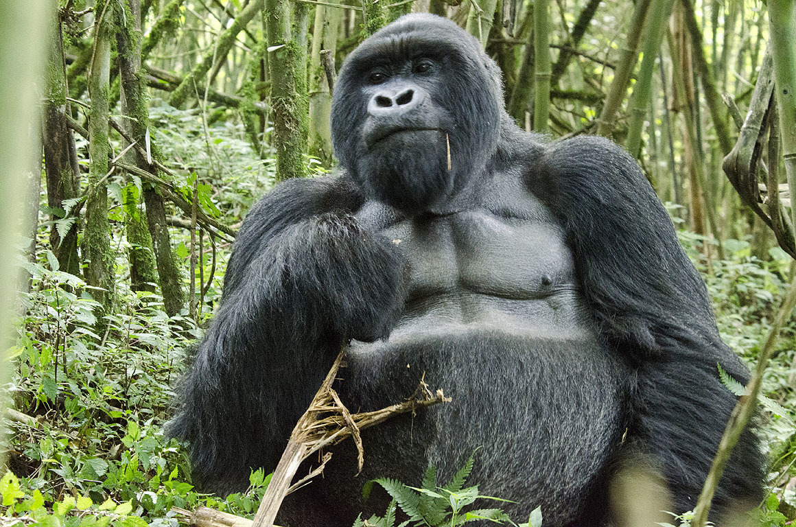 Duties of a Silverback in a Gorilla Group: The Weight of Leadership in the Wild