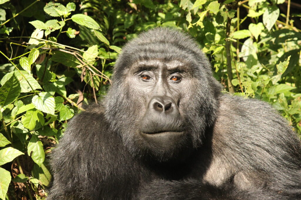 Gorilla Trekking from Canada: Everything You Need to Plan