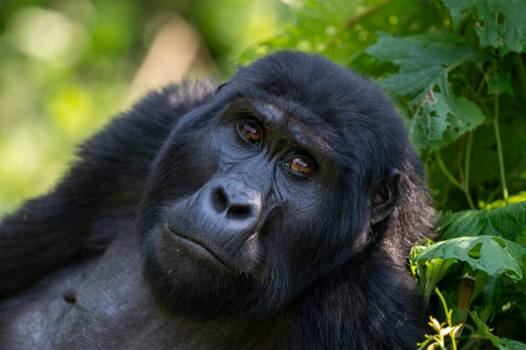 Gorilla Trekking Permit Transfer: Can You Change the Date in Uganda?