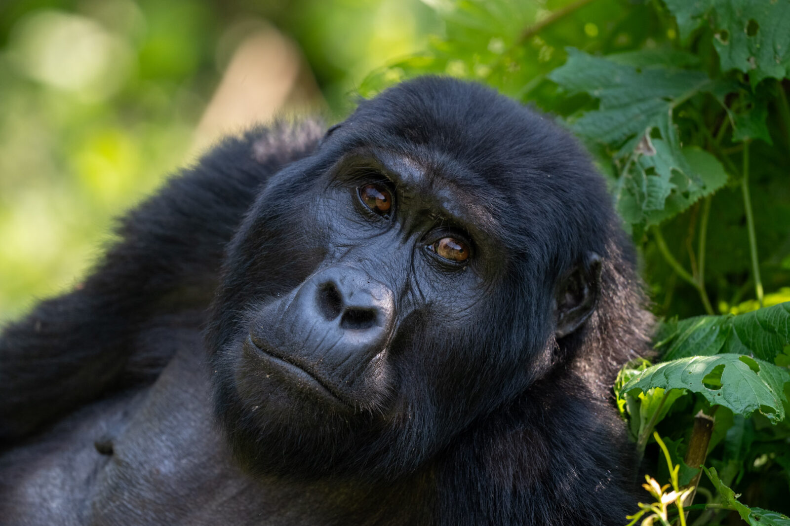 Gorilla Trekking Permit Transfer: Can You Change the Date in Uganda?