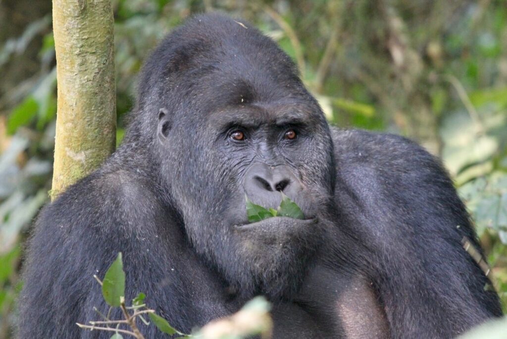 Days Congo Gorilla Trekking Safari: Raw Encounters in Africaâ€™s Wildest Jungle