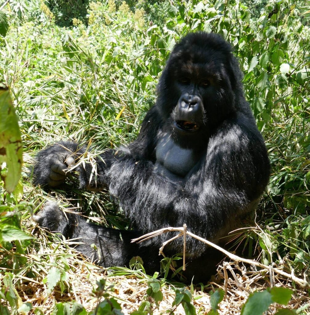 Medical Professional Gorilla Permit Discount Uganda: How to Claim It