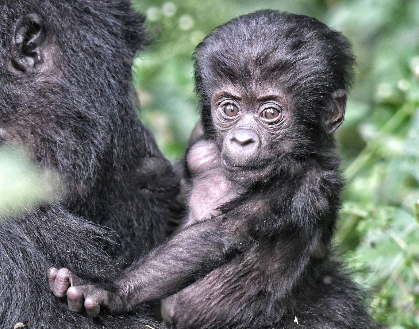 Gorilla Permit Availability Uganda: When to Check and How to Book