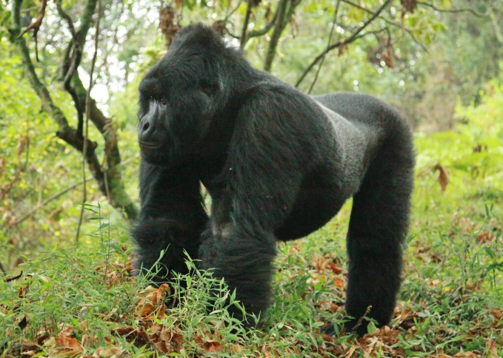 Gorilla Trekking Anniversary Trip: Milestone Celebration Ideas in Uganda
