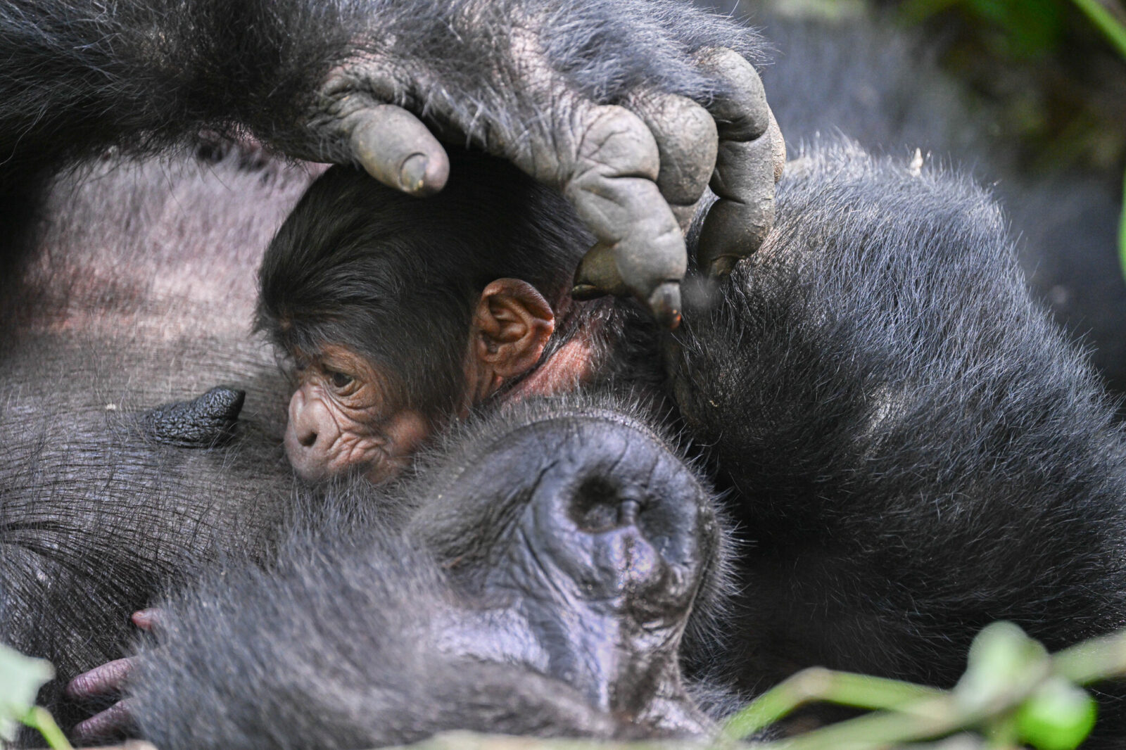 Gorilla Trekking Deposit and Payment: What to Expect in Uganda