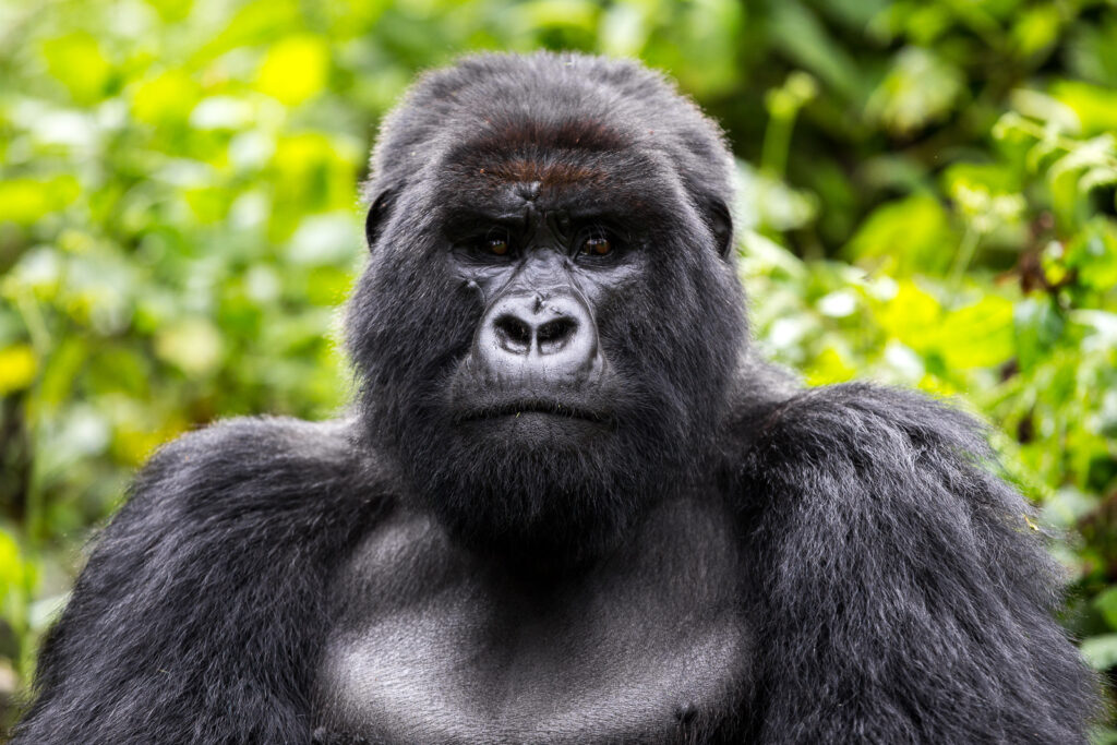 Best Camera for Gorilla Trekking: From Phone to Professional DSLR