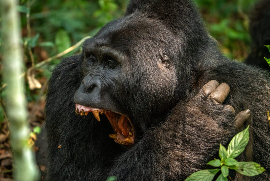 How We Run Our Gorilla Tours: Behind the Scenes