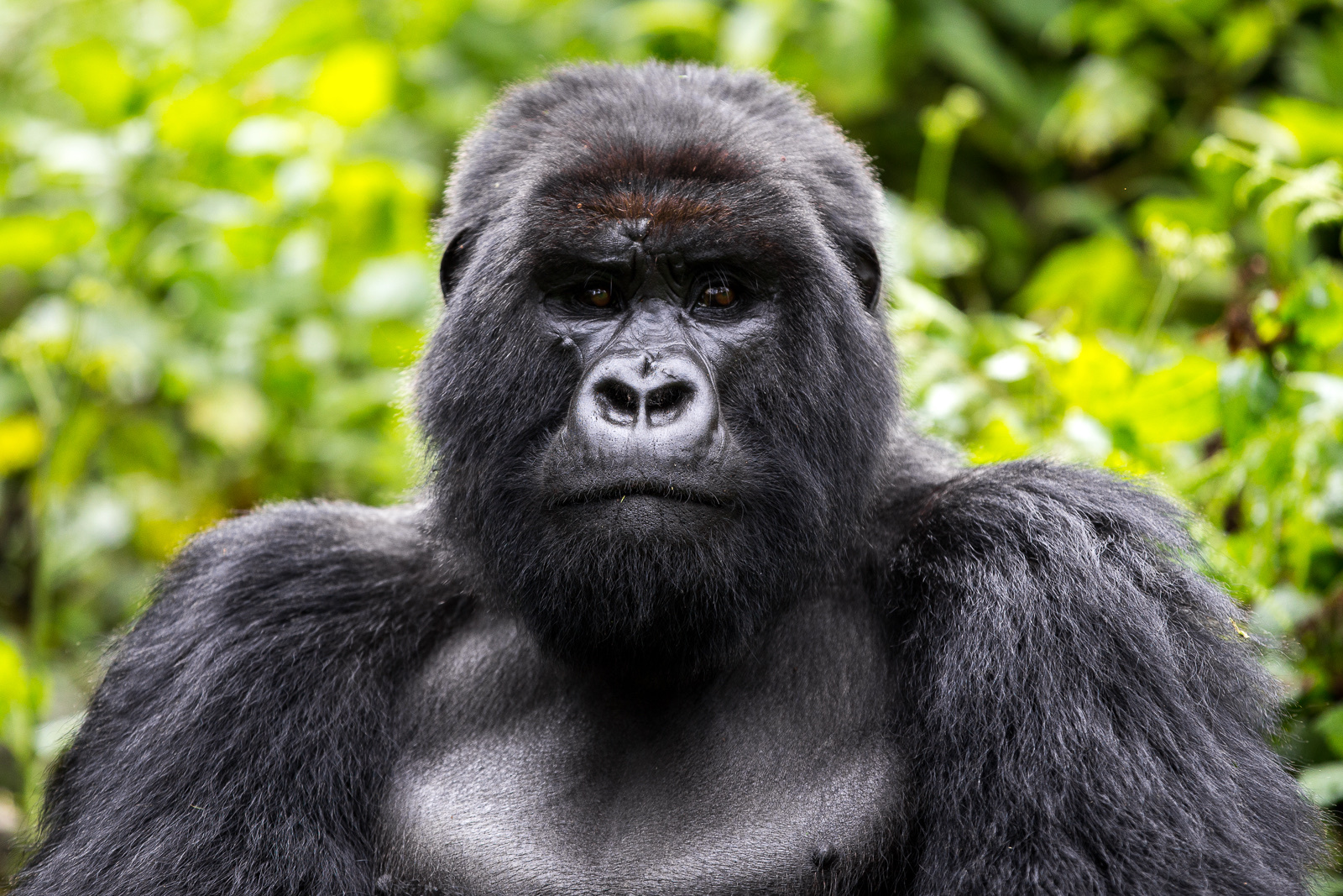 Best Camera for Gorilla Trekking: From Phone to Professional DSLR