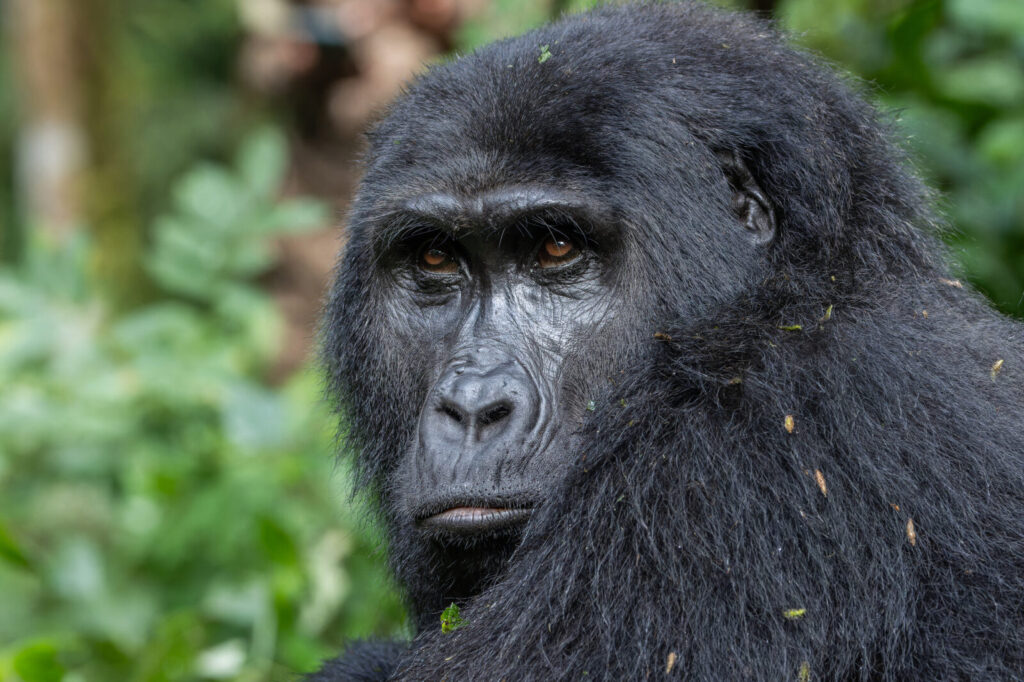 Uganda Gorilla Permits for Students: Discounts and How to Qualify