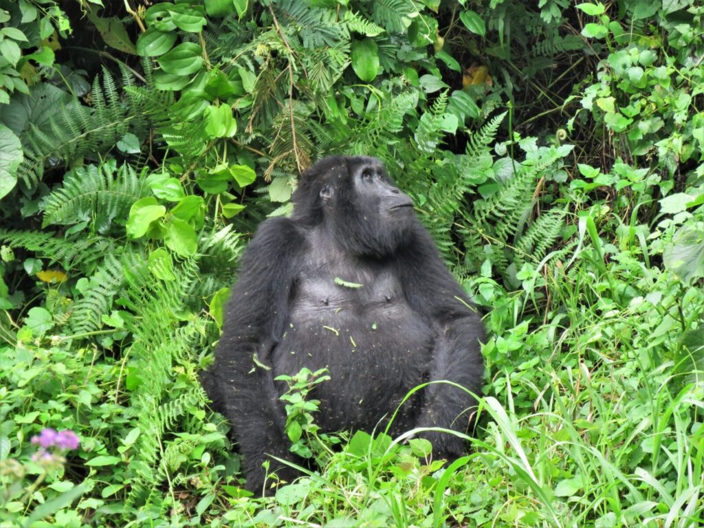 Silverback Gorilla vs. Grizzly Bear: Strength, Survival, and the Myths of the Wild