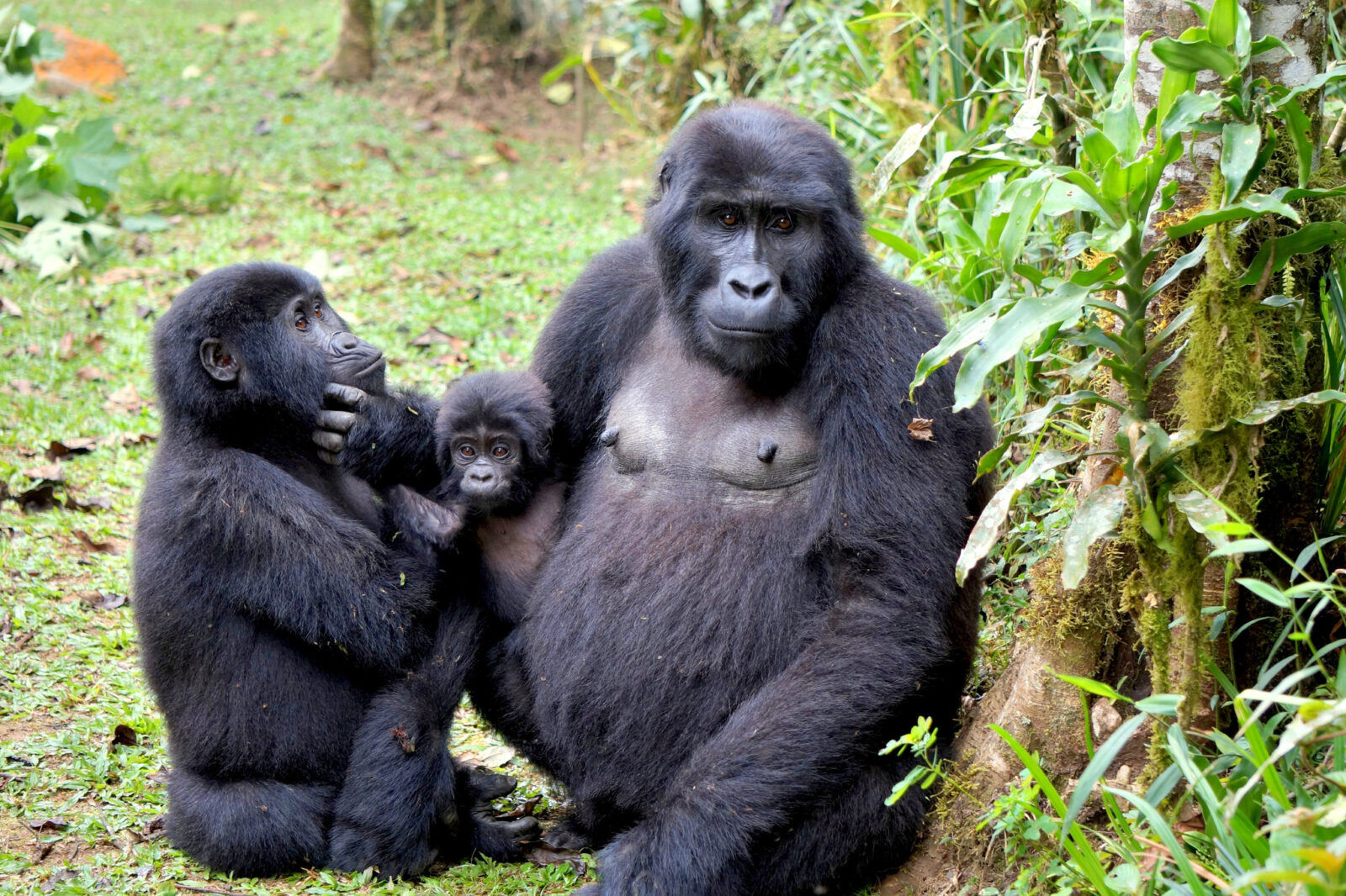 How to Book a Uganda Gorilla Permit Step by Step
