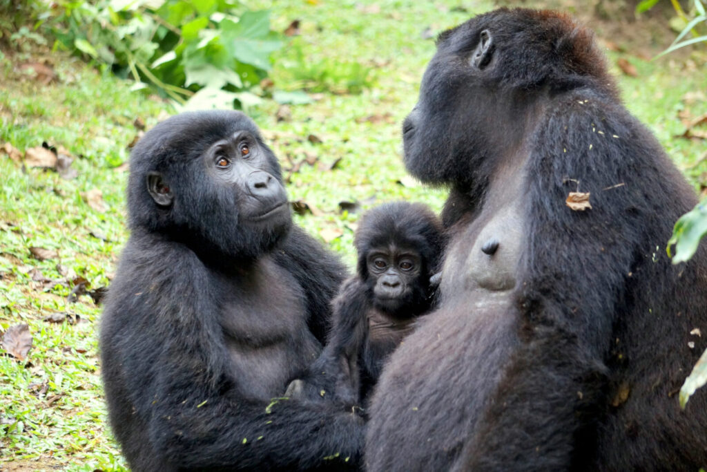 Uganda Gorilla Trekking Cancellation and Refund Policy