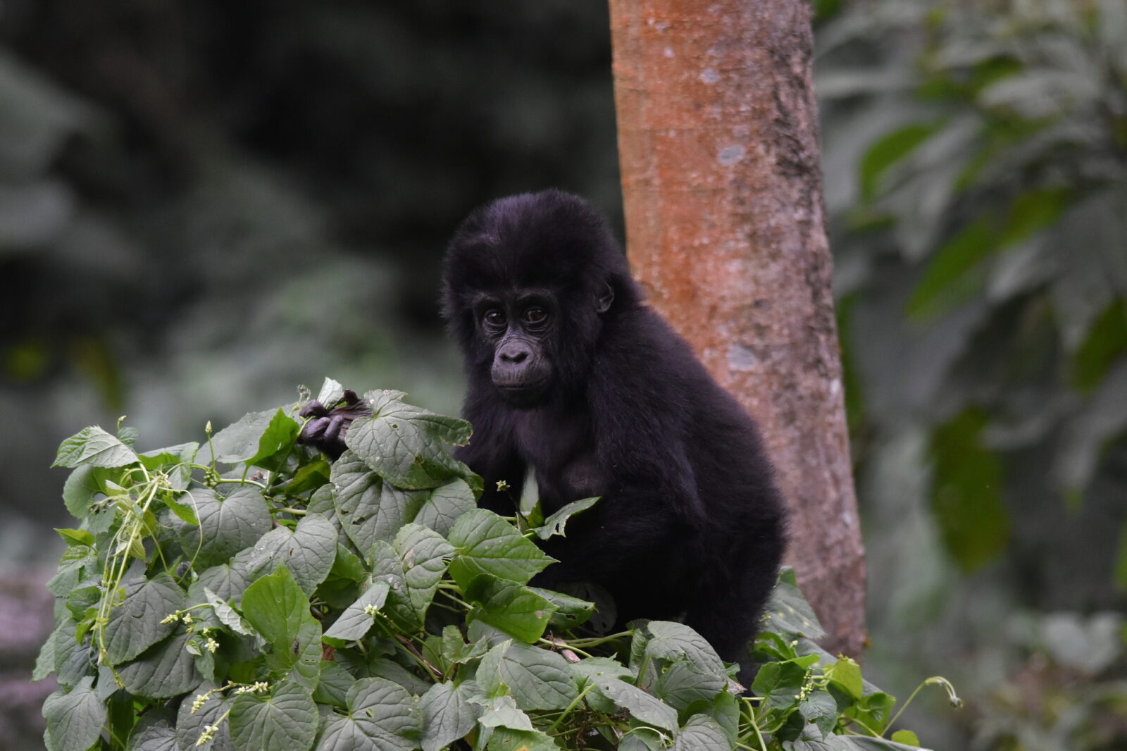 Why Bwindi Gorilla Permits Sell Out for February First (And How to Get One in 2026)