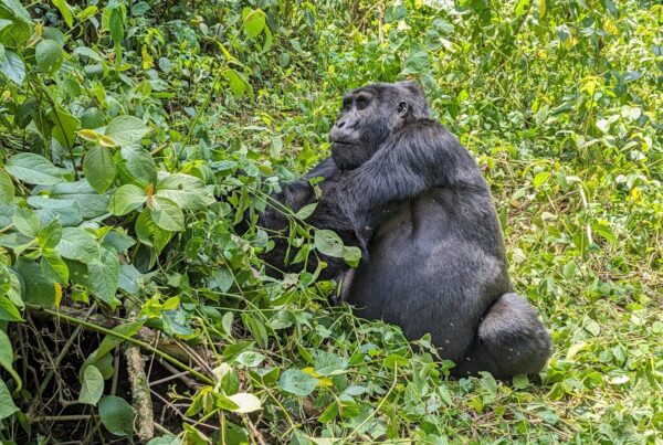 How Gorillas Communicate: Vocalisations, Gestures, and Chest Beating