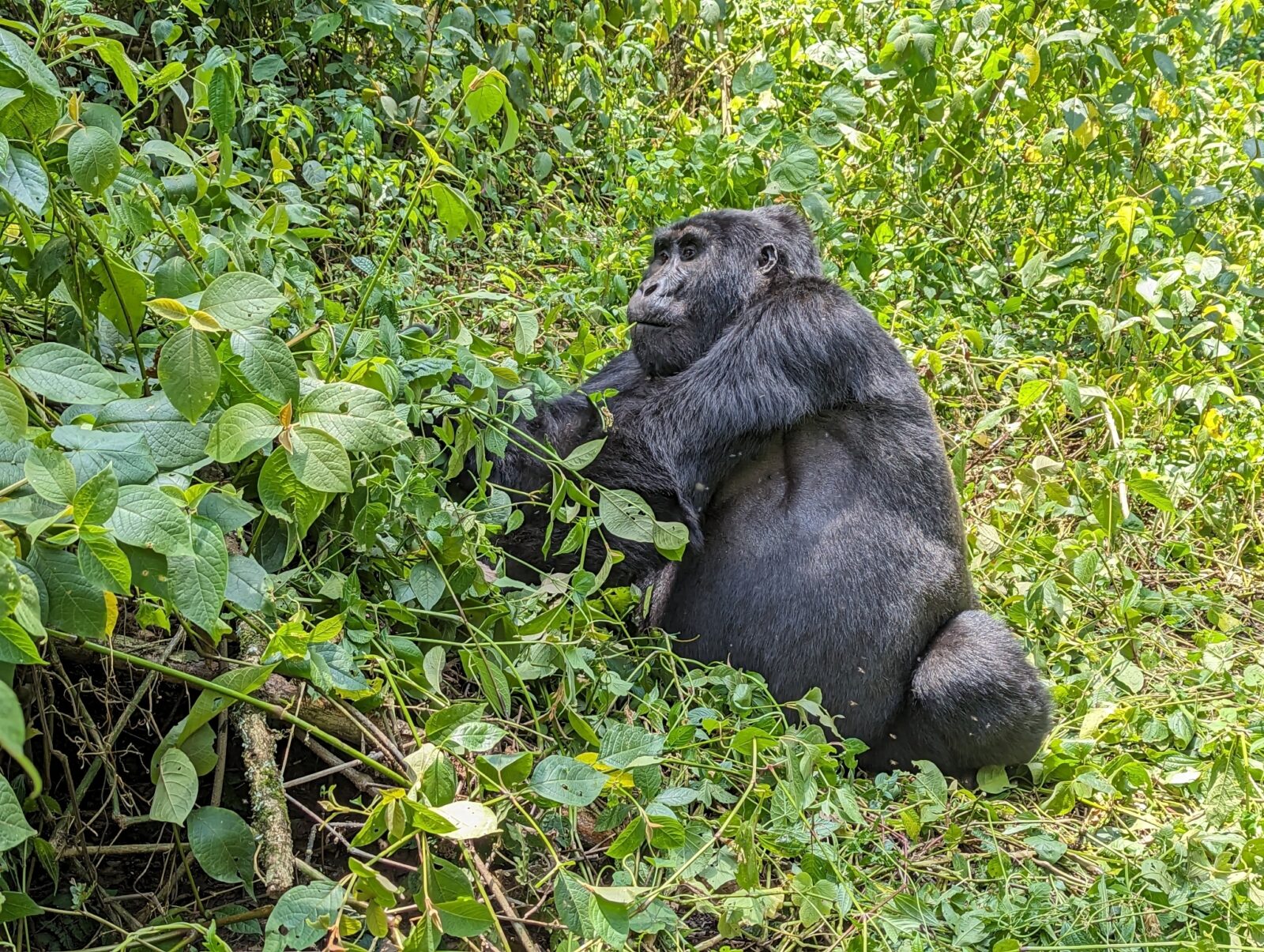 How Gorillas Communicate: Vocalisations, Gestures, and Chest Beating