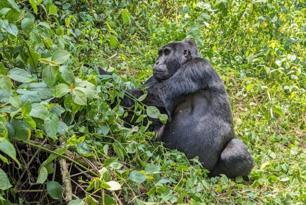 How Long Do Mountain Gorillas Live? Lifespan in the Wild
