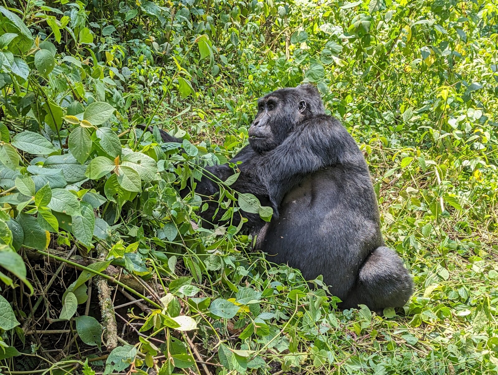 How Long Do Mountain Gorillas Live? Lifespan in the Wild