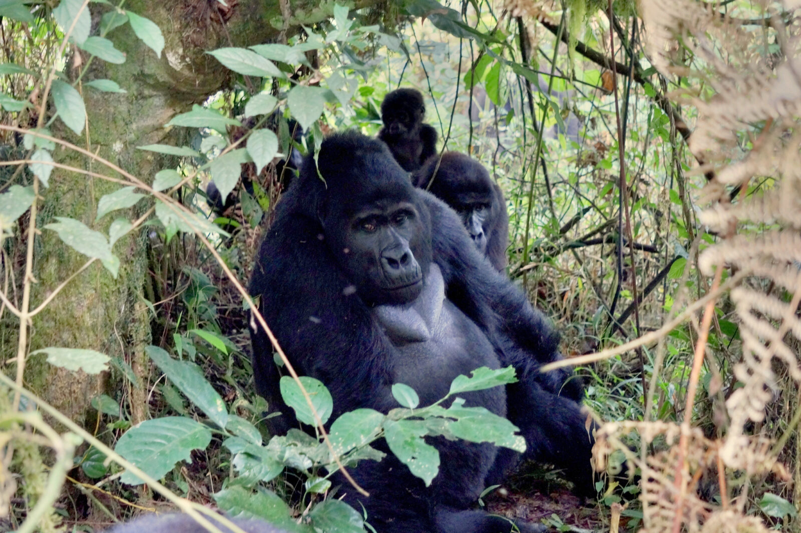Gorilla Trekking Uganda vs Rwanda: Which Should You Choose