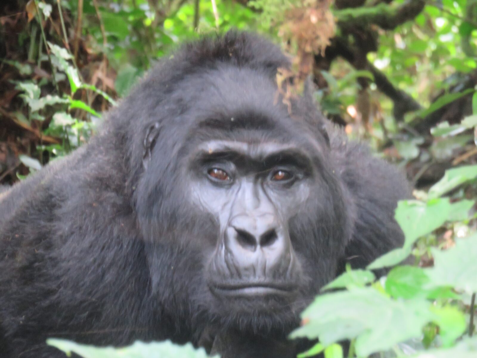 How Many People Are Allowed Per Gorilla Family Per Day: Uganda s Strict Limit Explained