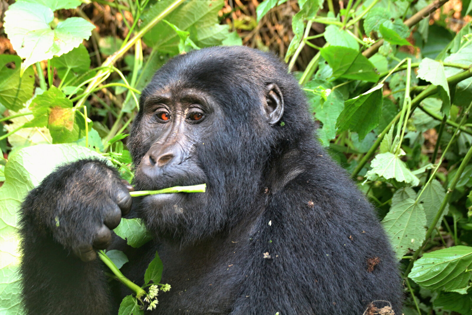 Gorilla Trekking Permit Uganda vs Rwanda: Price Comparison 2026