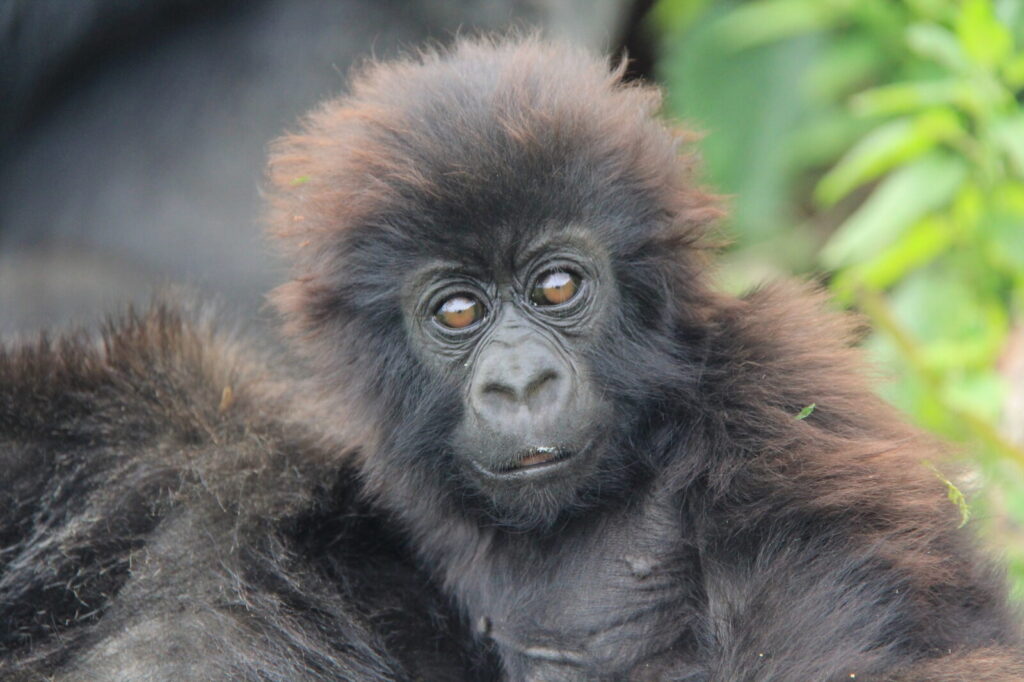 The One Hour Rule Gorilla Trekking: Why It Exists and Why It Matters