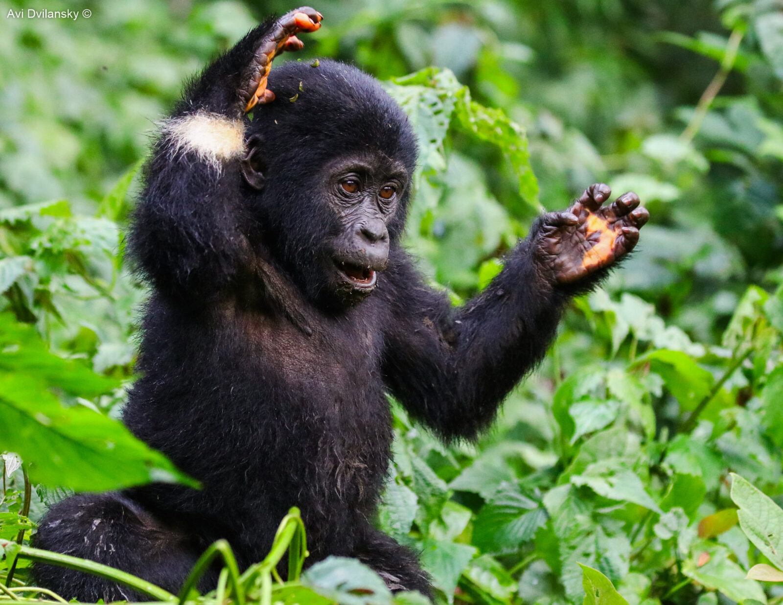 Gorilla Trekking Rules: 10 Regulations Every Trekker Must Follow in Uganda