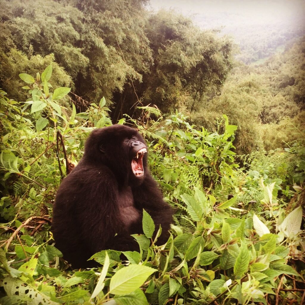 Gorilla Trekking Group Size: Maximum People Per Trek in Uganda Explained