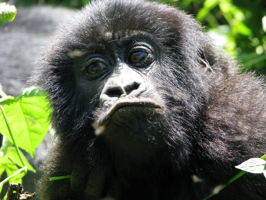What Happens at the Gorilla Trekking Briefing? A Complete Walkthrough