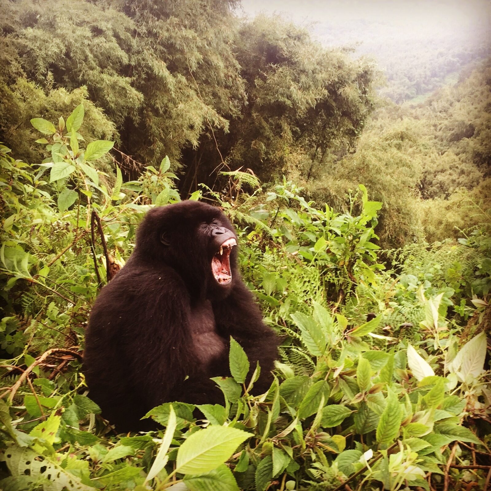 Gorilla Trekking Group Size: Maximum People Per Trek in Uganda Explained