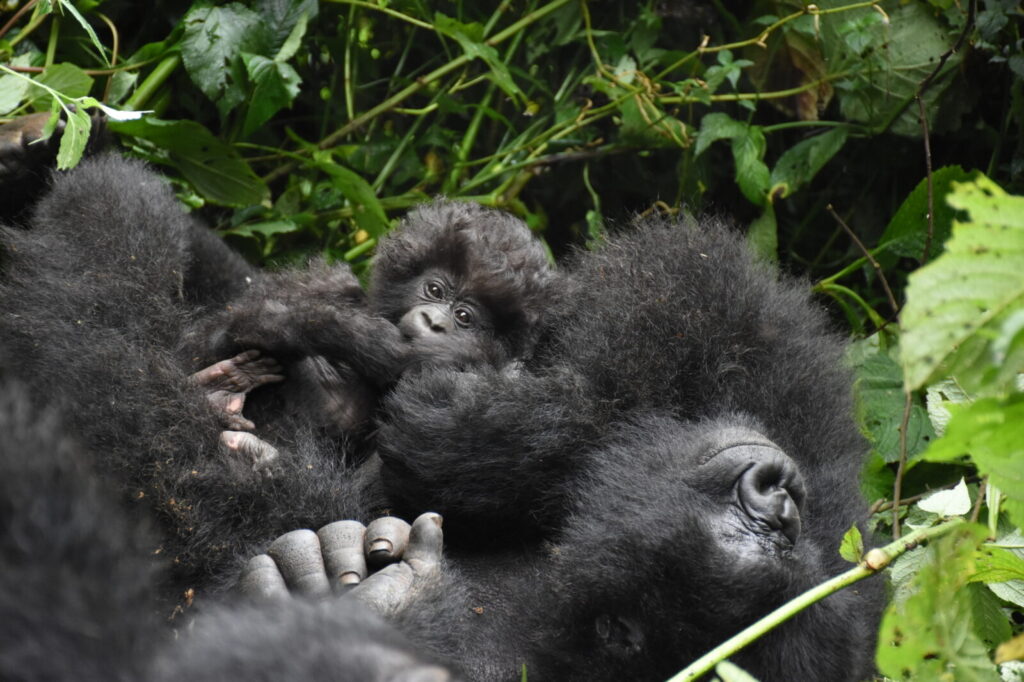 How Long Do You Spend With Gorillas During the Trek? The One-Hour Rule Explained
