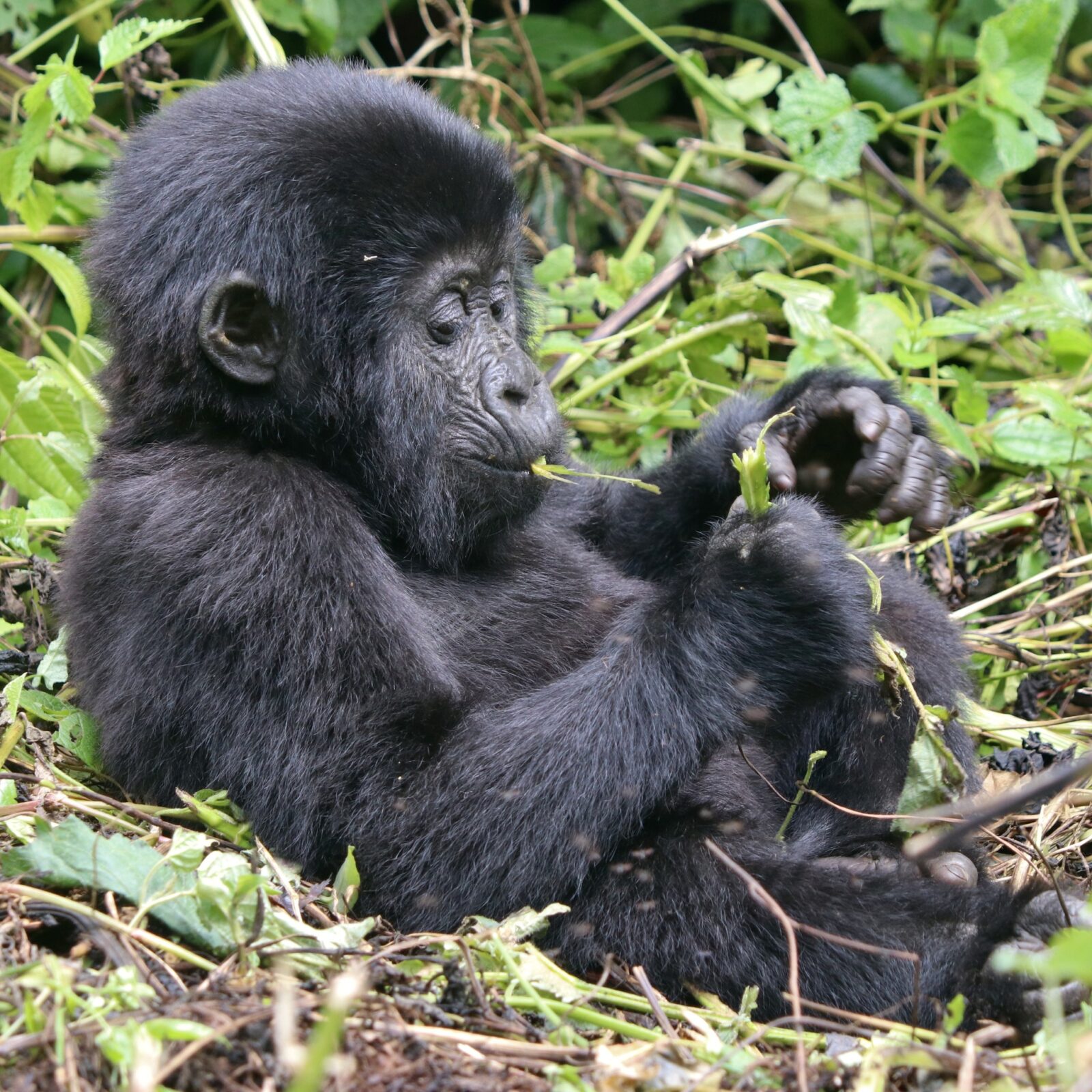 Gorilla Trekking from Australia: Itinerary and Costs