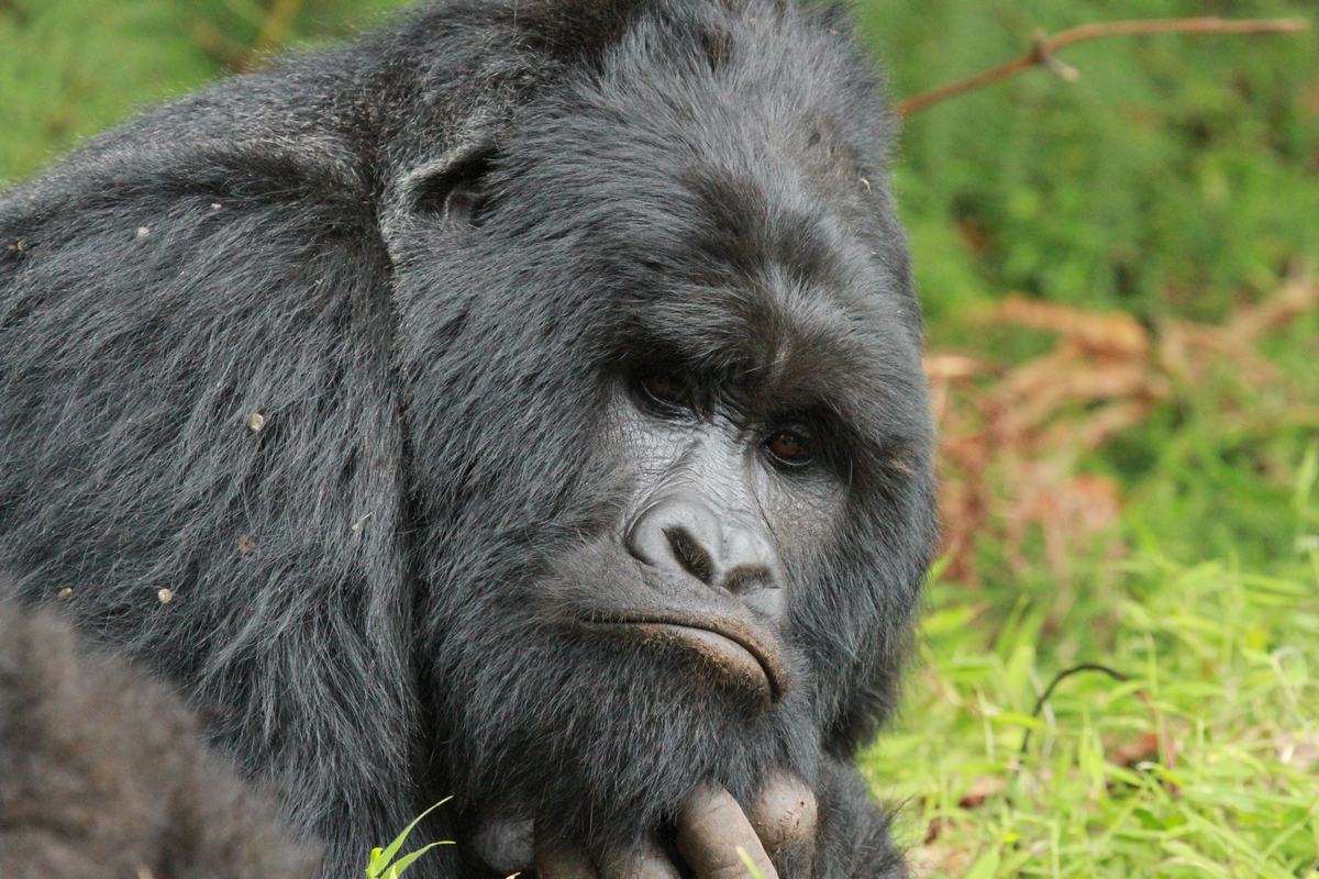 Adrenaline, Enjoyment Adventure: 4-Day Cycling and Gorilla Safari in Uganda